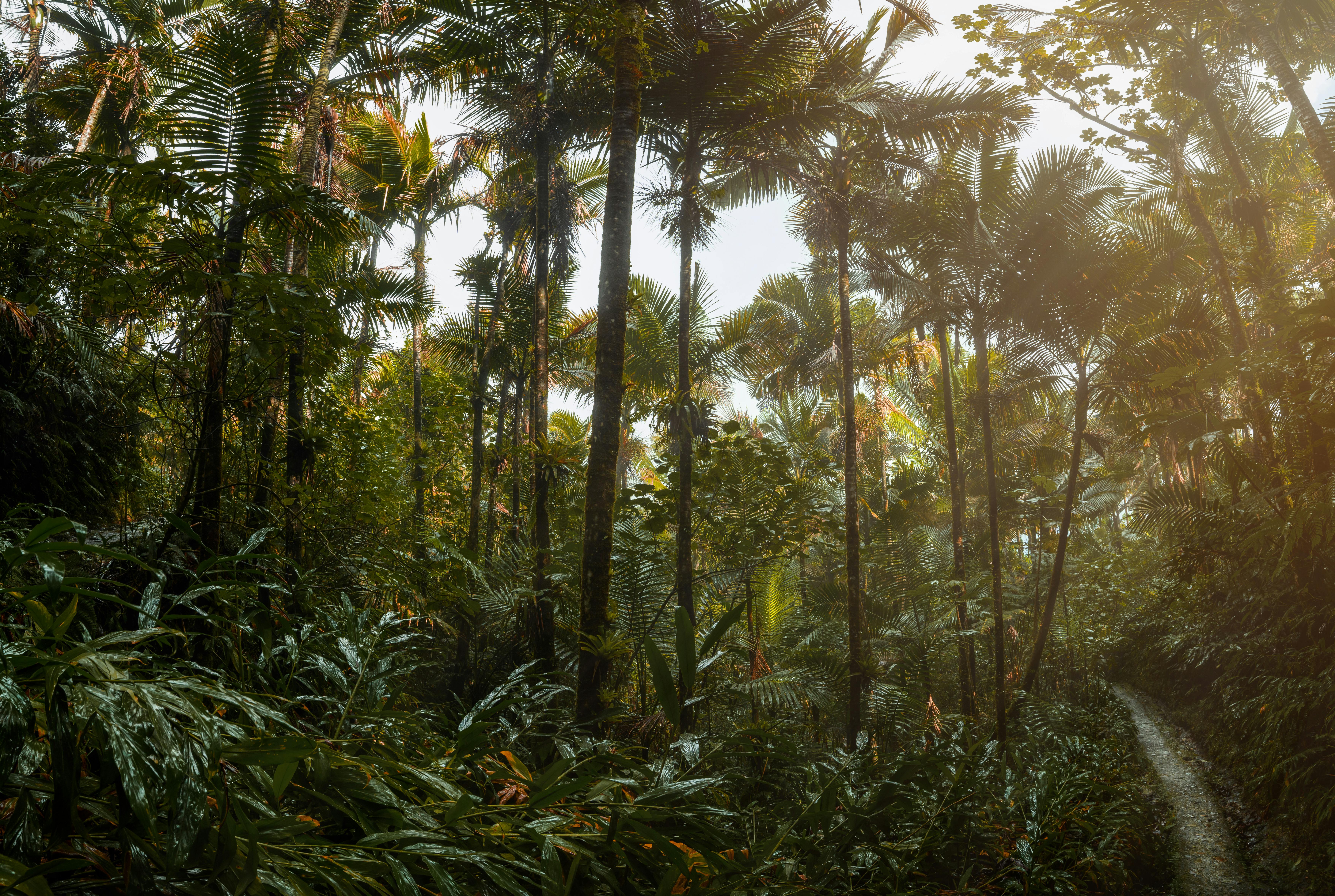 Lush rainforest waterfall in El Yunque National Forest, Puerto Rico