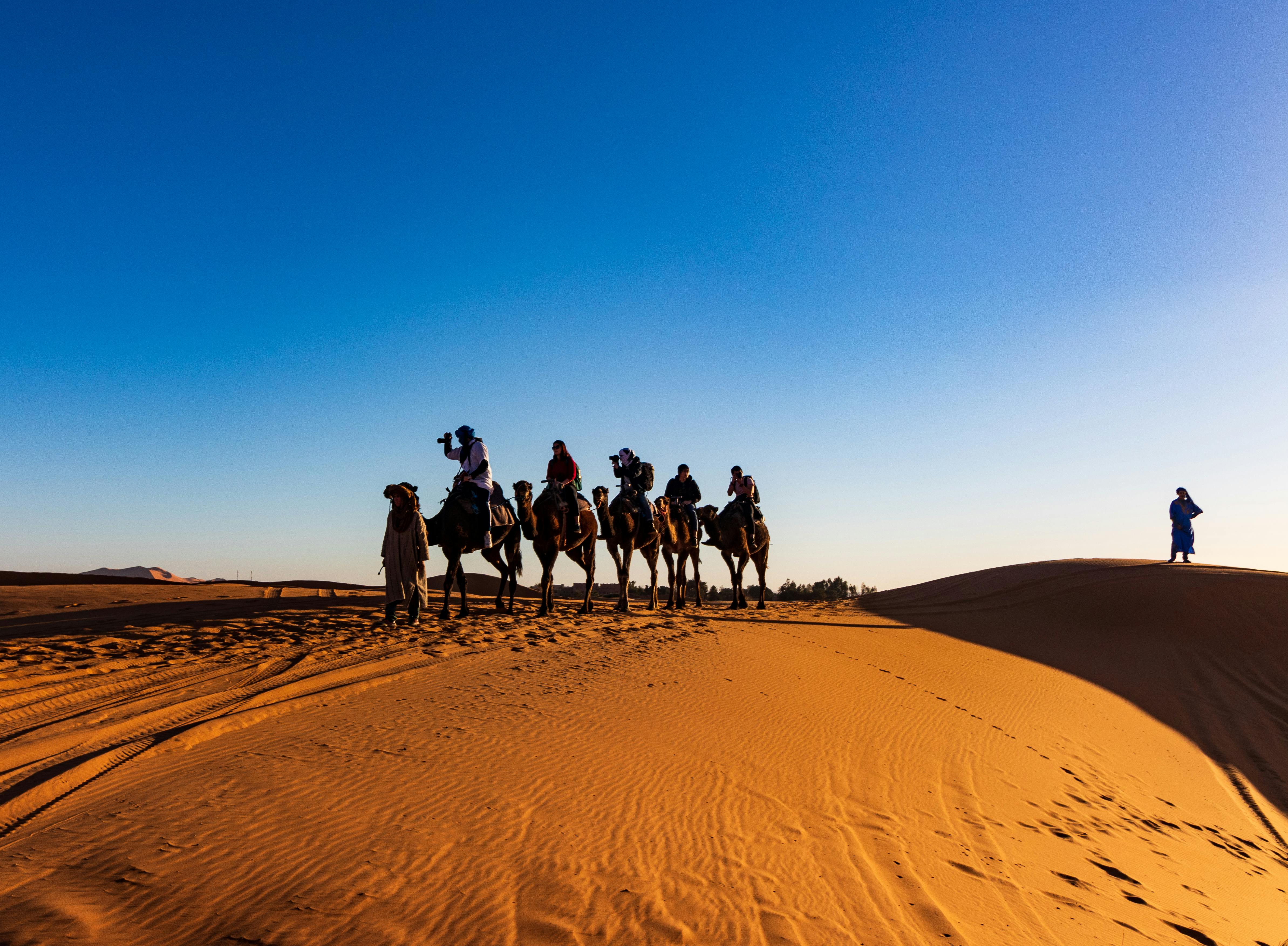 Camel caravan crossing the golden Sahara dunes under a clear blue sky
